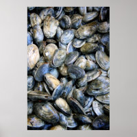 Clam Assar