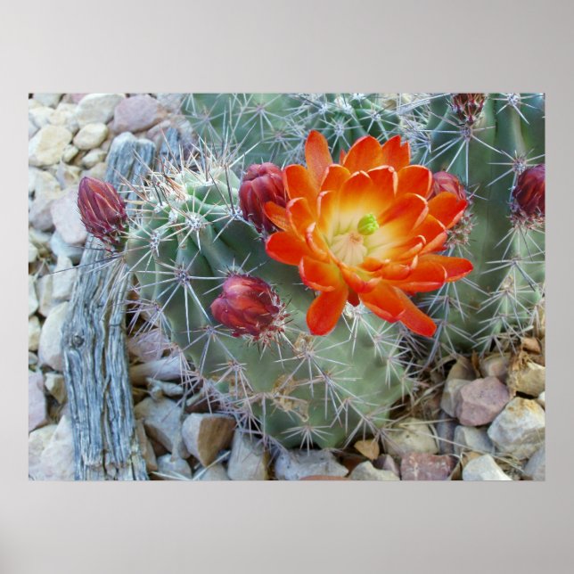 Póster Claret Cup (Frente)