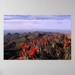 Poster Claret Cup Cactos - Big Bend, Texas
