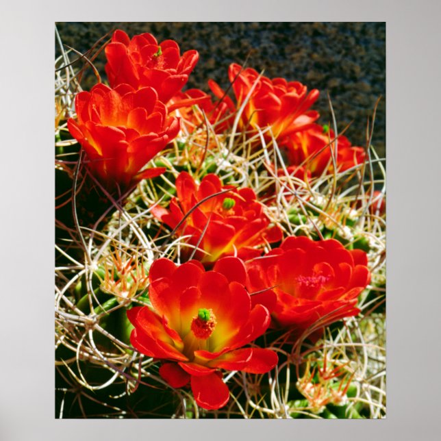 Póster Claret Cup Cactus Wildflower (Frente)