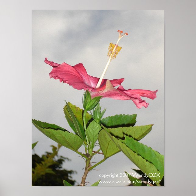 Póster Clarion (Frente)