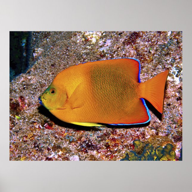 Poster Clarion Angelfish (Frente)