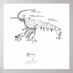 Póster classe 1925 da anatomia das lagostas