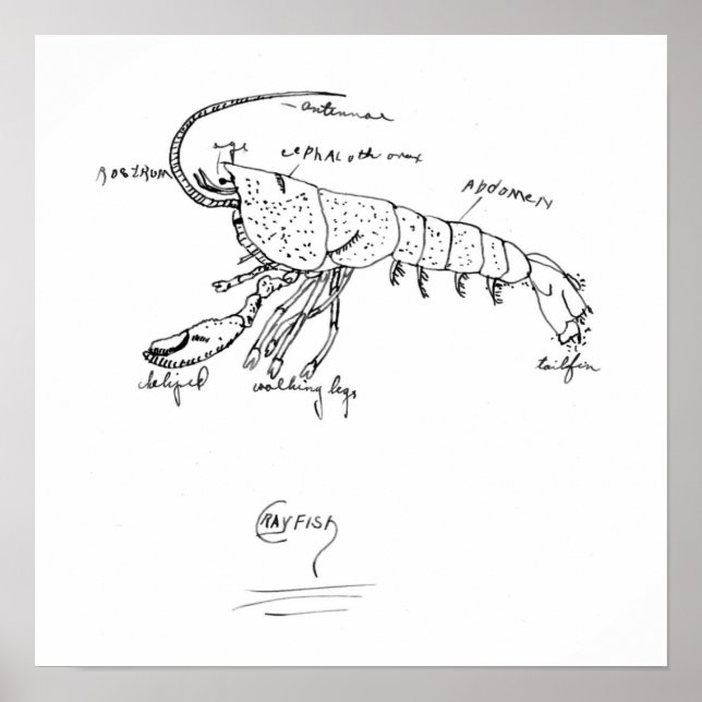 Póster classe 1925 de anatomia do lagostins (Frente)