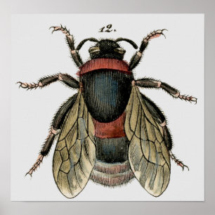 Póster Classic Zoological Etching of a Bee
