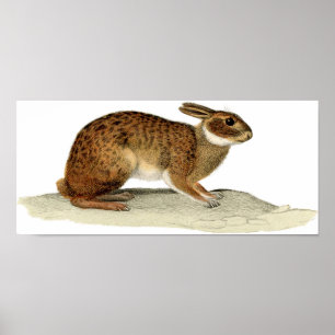 Póster Classic Zoological Etching - Rabbit