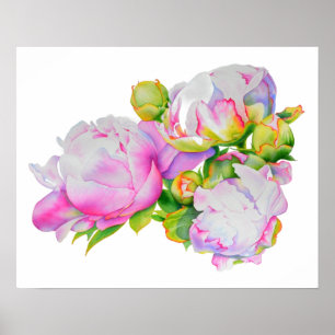 Poster Clássica elegante, cor branca de pénia rosa, cor-d