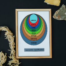 Classificação taxonômica