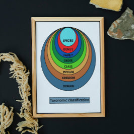 Poster Classificação taxonômica