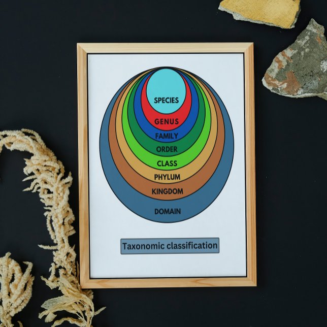 Poster Classificação taxonômica (Criador carregado)