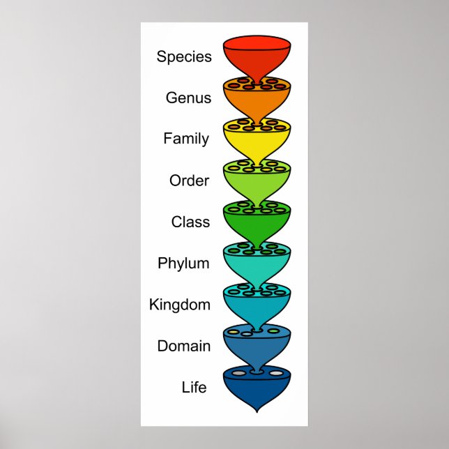 Póster Classificando o Gráfico de Diversidade da Vida Org (Frente)