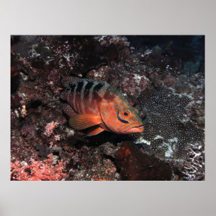 Poster Cleaner Wrasse Eyeliner