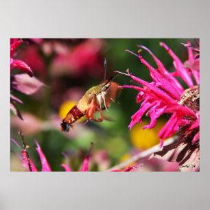 Poster Clearwing & Bee Balm 2