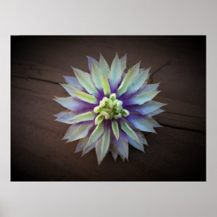 Poster Clematis
