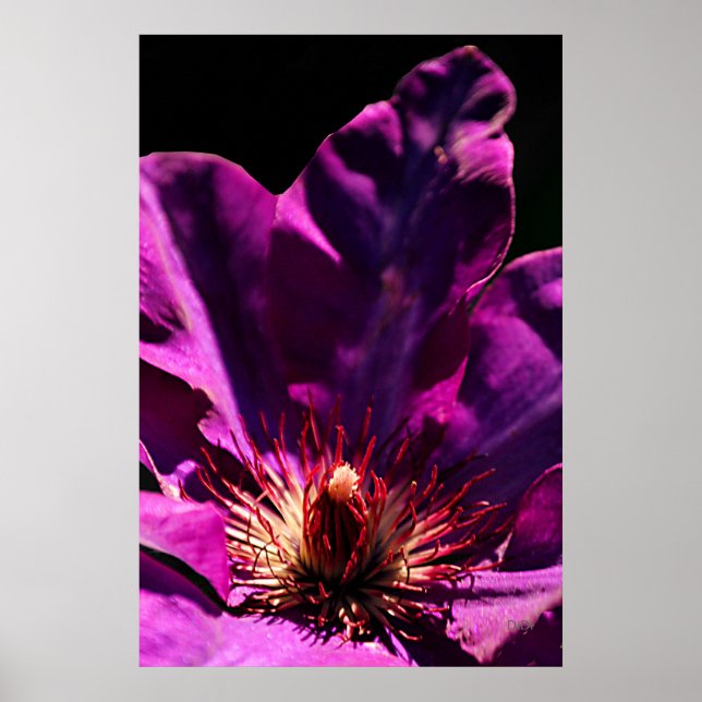 Póster Clematis (Frente)