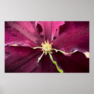 Poster Clematis