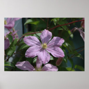Poster Clematis 2009 de Nelly Moser