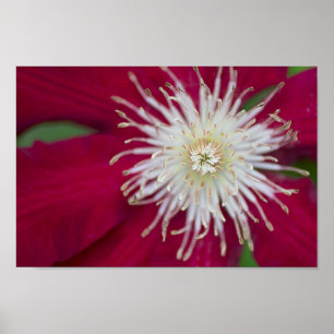 Póster Clematis Closeup