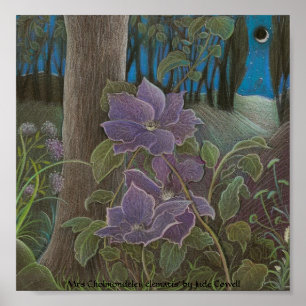 Póster 'Clematis da Sra. Cholmondeley por Moonlight