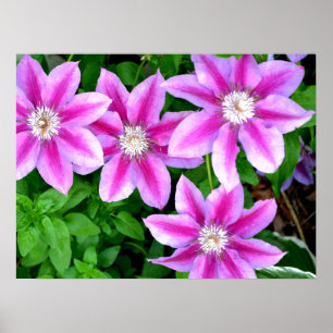 Poster Clematis e Orégano, flores cor-de-rosa, botânica v