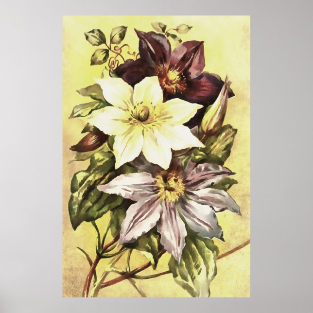 Poster Clematis Flower Builder Arte Botânica (Frente)