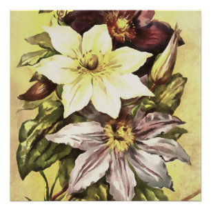 Póster Clematis Flower Builder Arte Botânica