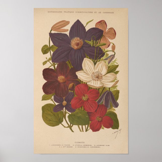 Poster Clematis | George Nicholson (Frente)