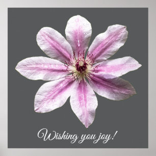 Poster Clematis Nelly Moser
