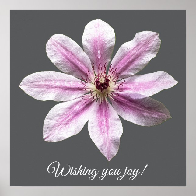 Poster Clematis Nelly Moser (Frente)