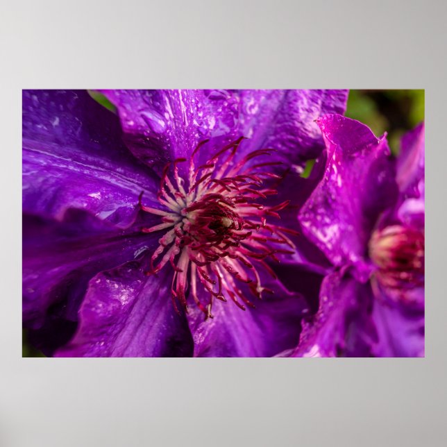 Poster Clematis O Presidente (Frente)