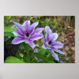 Poster Clematis Primavera