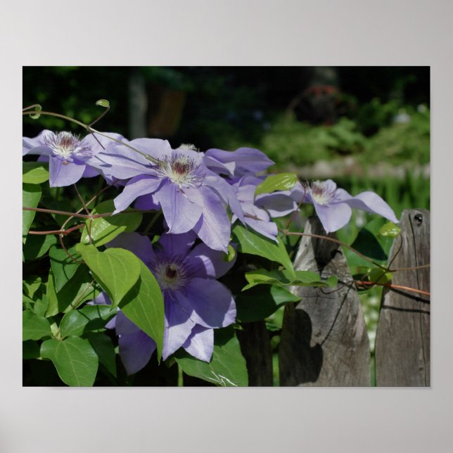 Poster Clematis Roxa Na Cerca À Luz Do Sol (Frente)