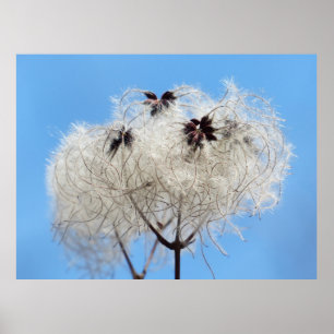 Poster Clematis vitalba - Barba do Velho