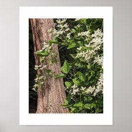 Poster Clematite Doce Outono Floral Branco