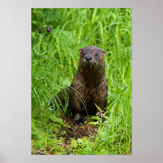 Poster Clever River Otter (Frente)