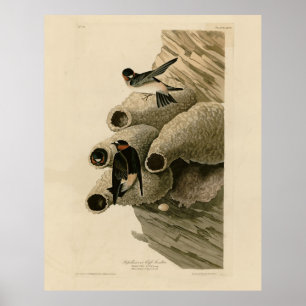 Poster Cliff Swallow Republican Audubon Birds da América