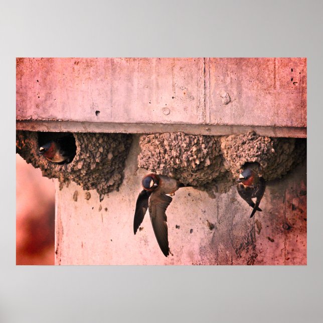 Poster Cliff Swallows (Frente)