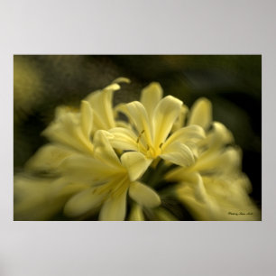 Póster Clivia amarelo