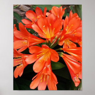 Poster Clivia Miniata - A linda flor laranja