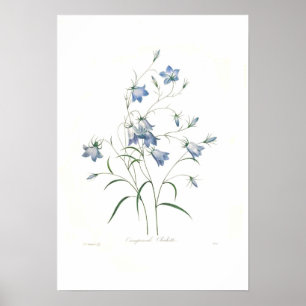 Poster clochette de Campanula