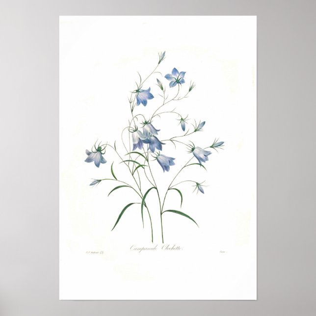 Poster clochette de Campanula (Frente)