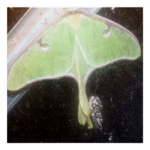 Póster Close da Mariposa Lua