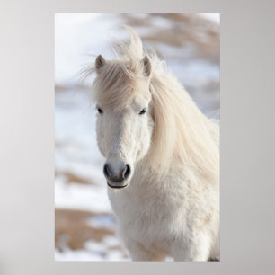 Póster Close de um cavalo islandês branco