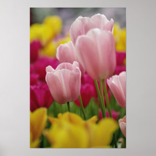 Póster Close-up da flor de tulipa, Jardins Kuekenhof,