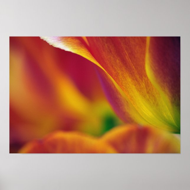 Poster Close-up da parte inferior da flor de tulipa, 4 (Frente)