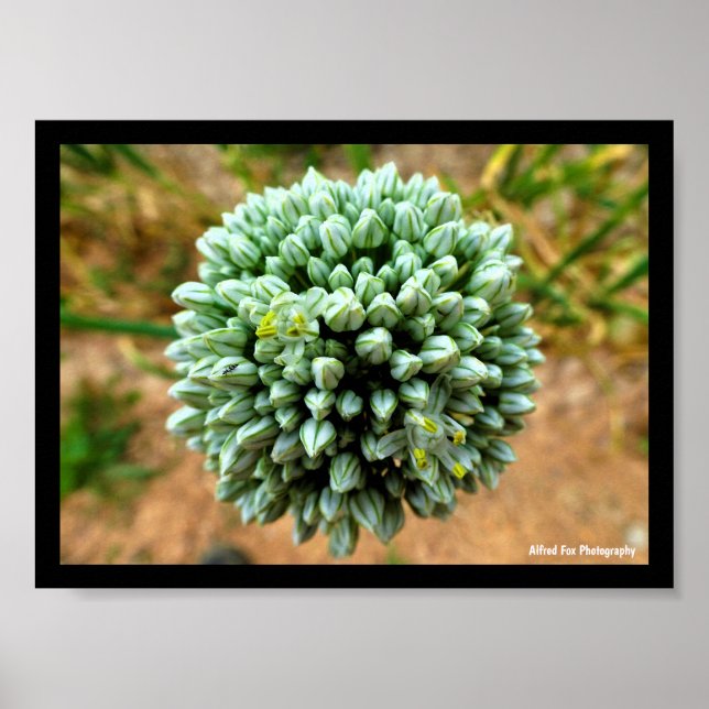 Poster Close up de Allium, Flor de Cebola Selvagem (Frente)