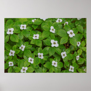 Póster Close-up de bunchberry com flores brancas