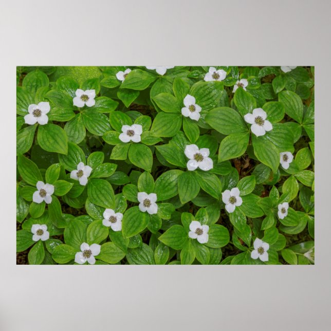 Póster Close-up de bunchberry com flores brancas (Frente)