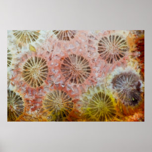 Poster Close-up de coral rosa