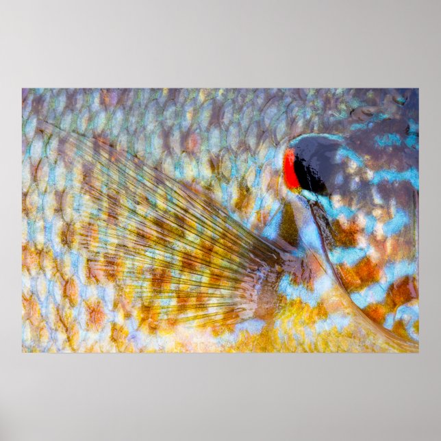 Poster Close Up De Escamas De Peixe (Frente)
